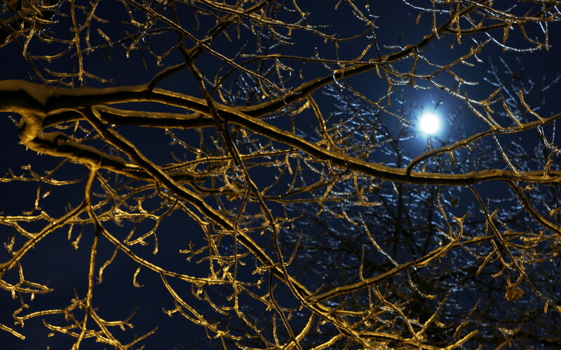 Ice-covered Tree Branches — Blue, Dramatic, Night