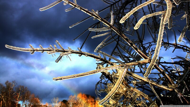 Ice-covered Tree Branches — Blue, Dramatic