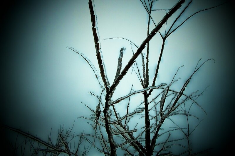 Ice-covered Tree Branches — Blue