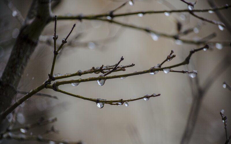 Ice-covered Tree Branches — Brown, Calm