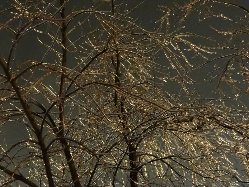 Ice-covered Tree Branches — Brown, Cold, Night