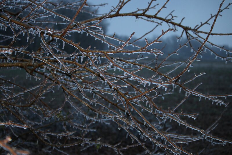 Ice-covered Tree Branches — Brown, Cold, Winter, Photograph