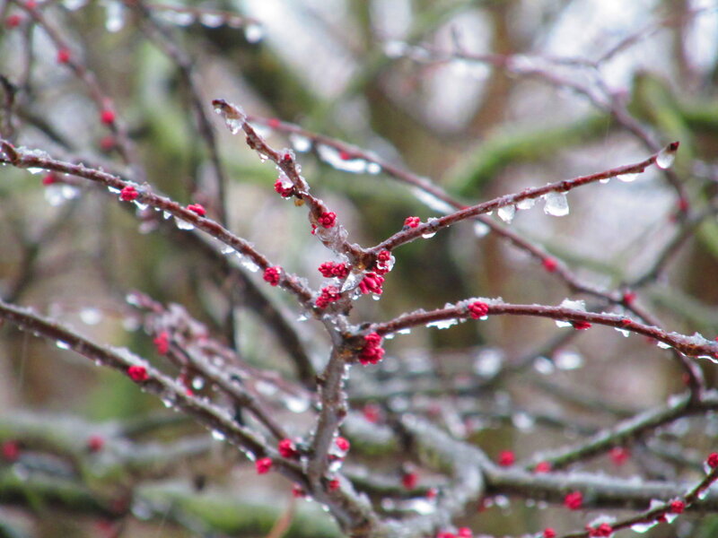 Ice-covered Tree Branches — Brown, Cold, Winter