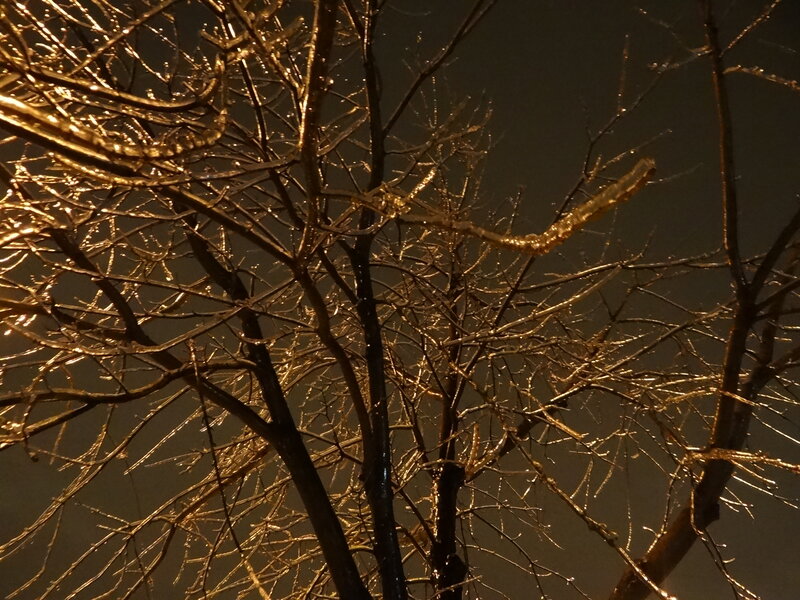 Ice-covered Tree Branches — Brown, Dramatic