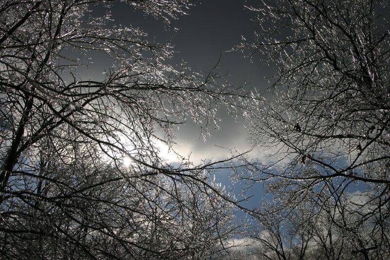 Ice-covered Tree Branches
