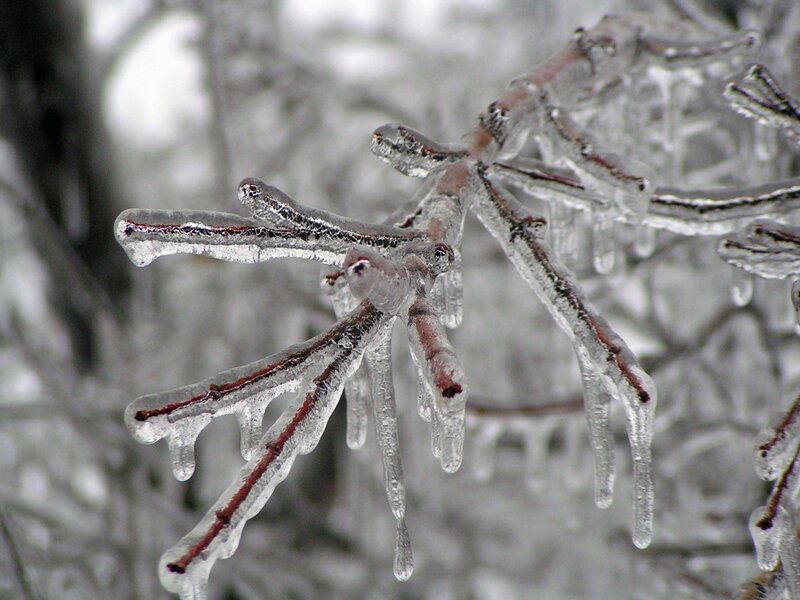 Ice-covered Tree Branches — White, Cold