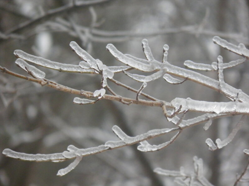 Ice-covered Tree Branches — White, Cold, Winter, Photograph