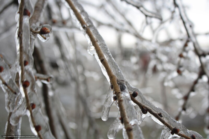 Ice-covered Tree Branches — White, Cold, Winter