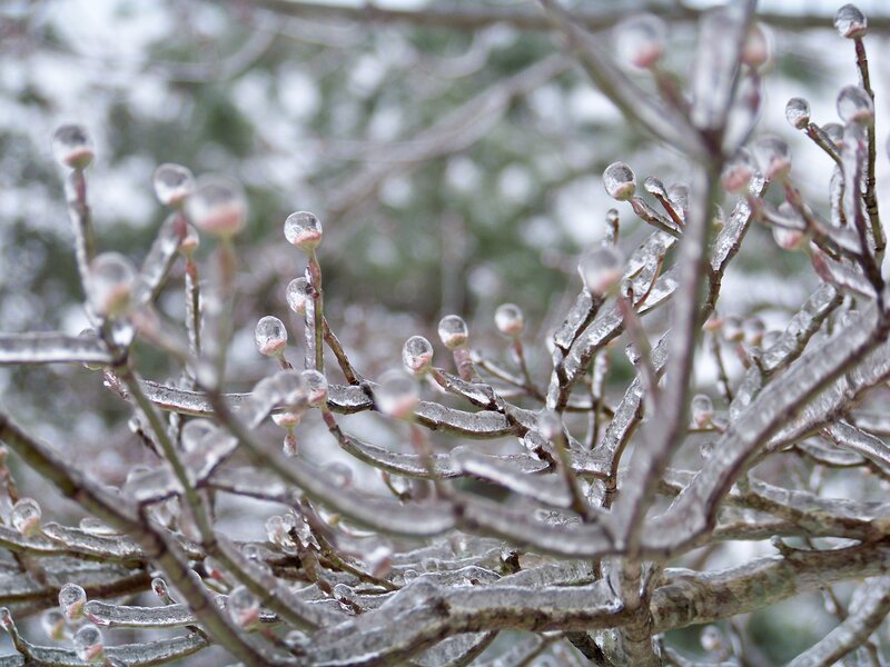 Ice-covered Tree Branches — White