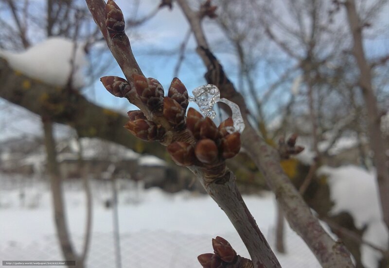 ice-covered tree buds