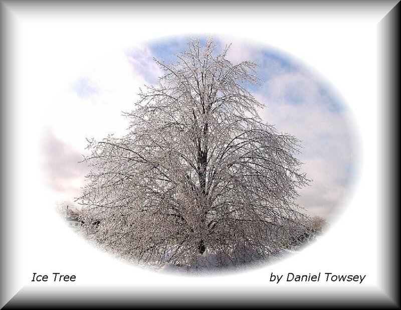 Ice-covered tree