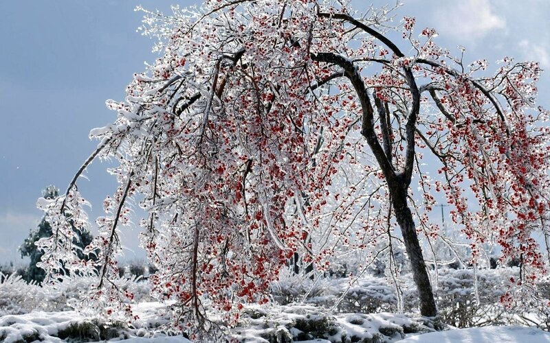 Ice-covered Tree with Berries — White, Serene