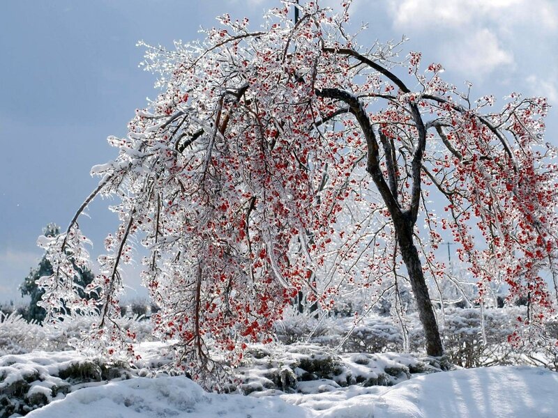 Ice-covered Tree with Berries — White