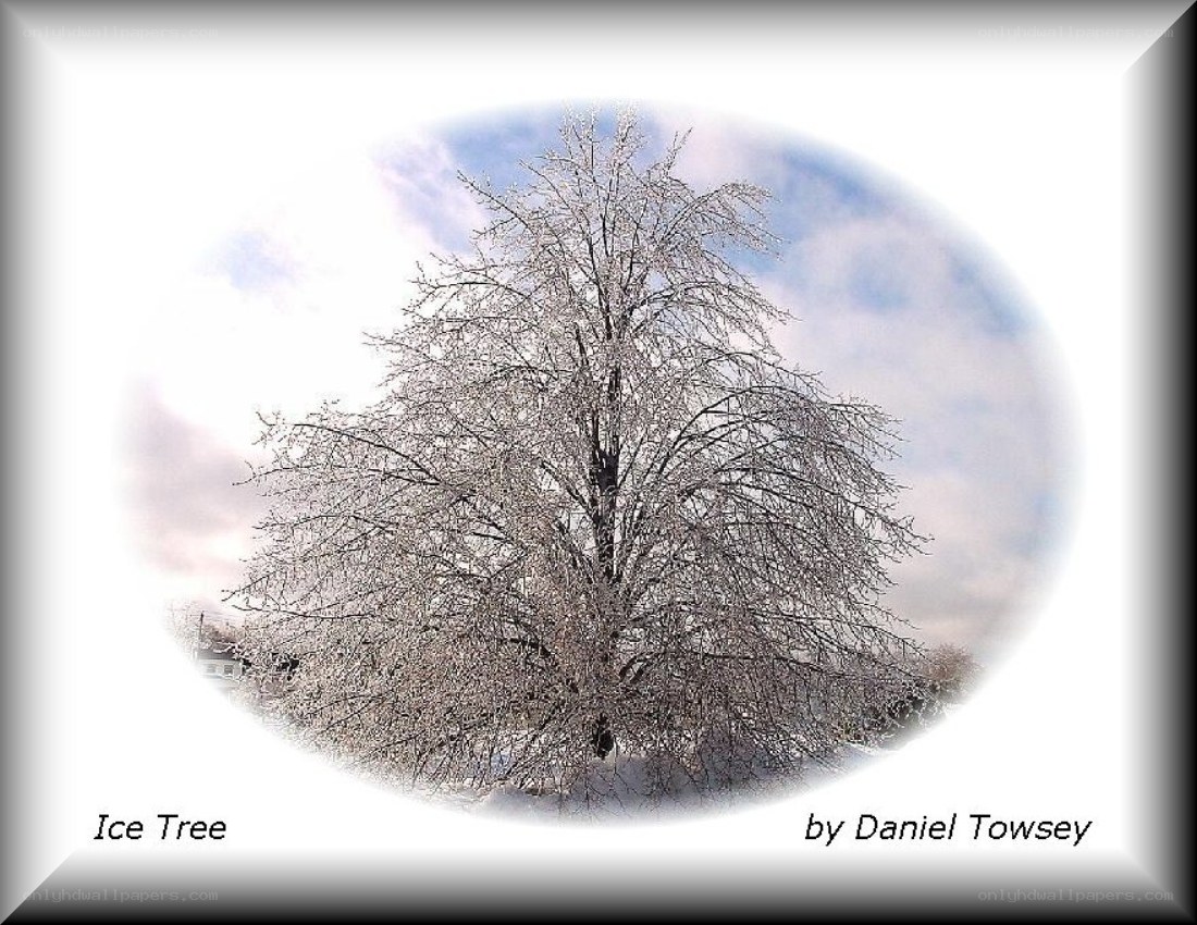 Ice-covered tree