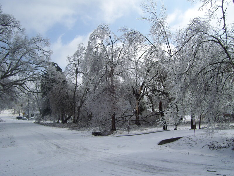 Ice-covered trees after a storm