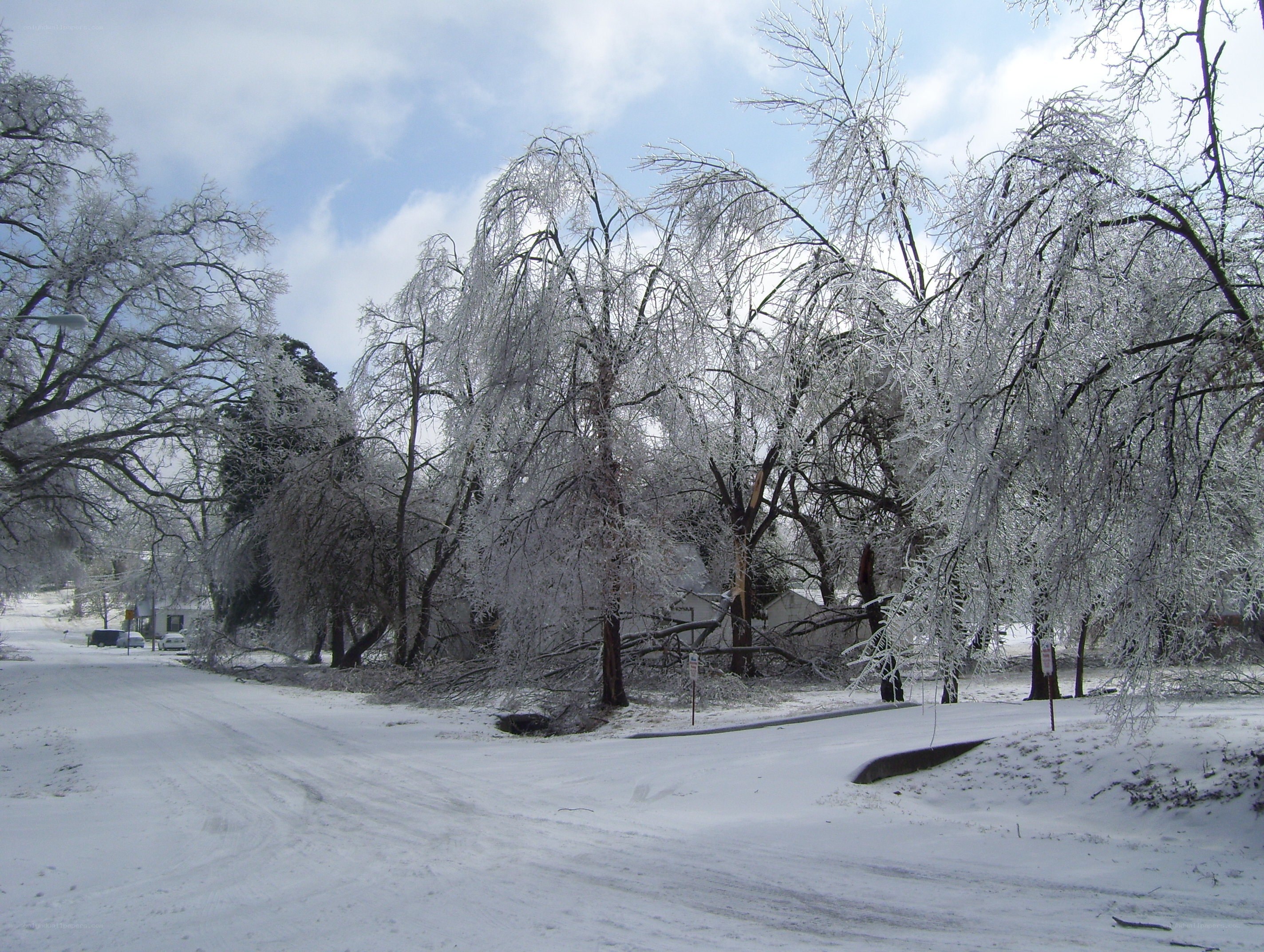 Ice-covered trees after a storm