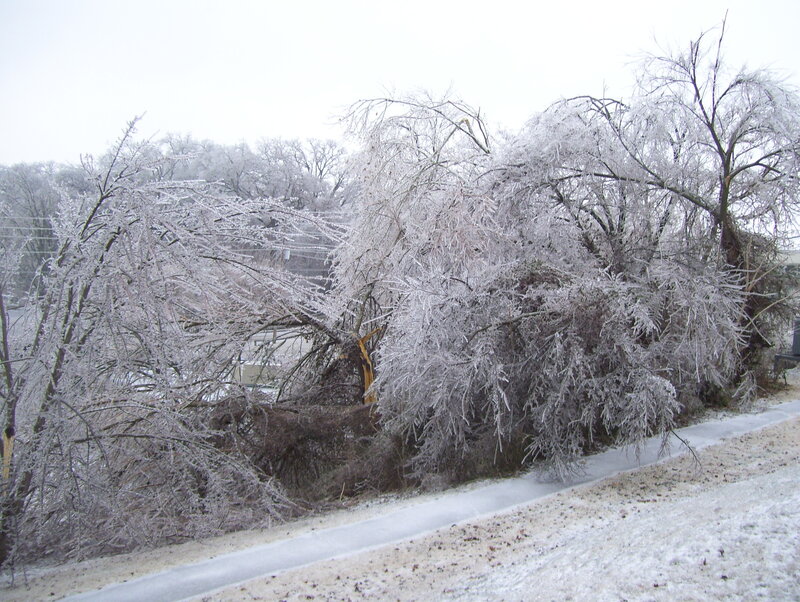 Ice-covered trees after storm