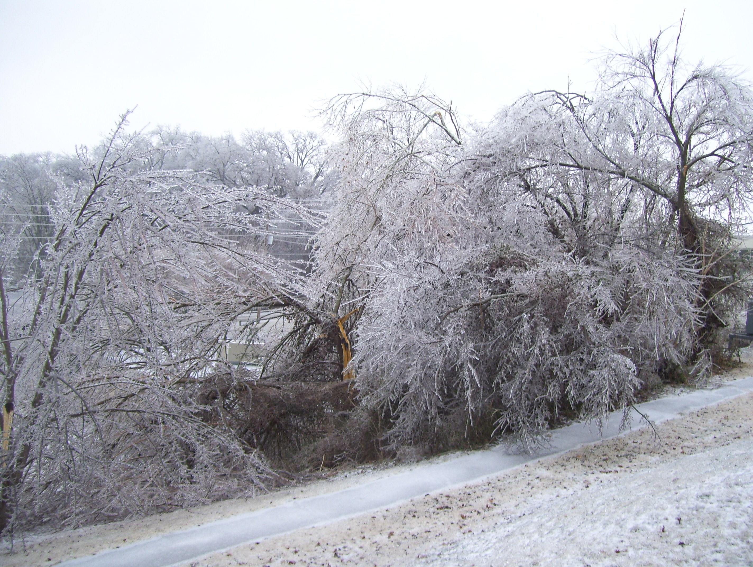 Ice-covered trees after storm