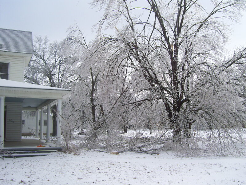 Ice-covered trees after storm