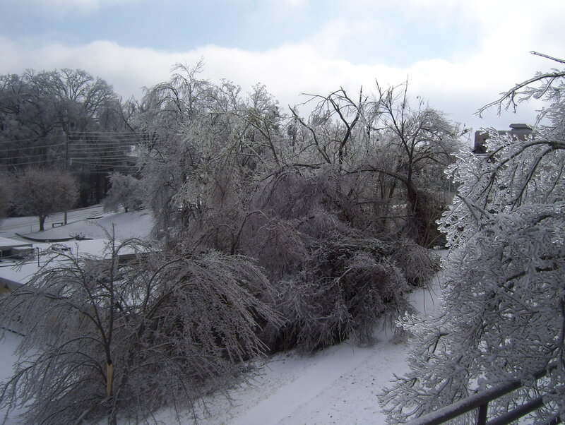 Ice-covered trees after storm