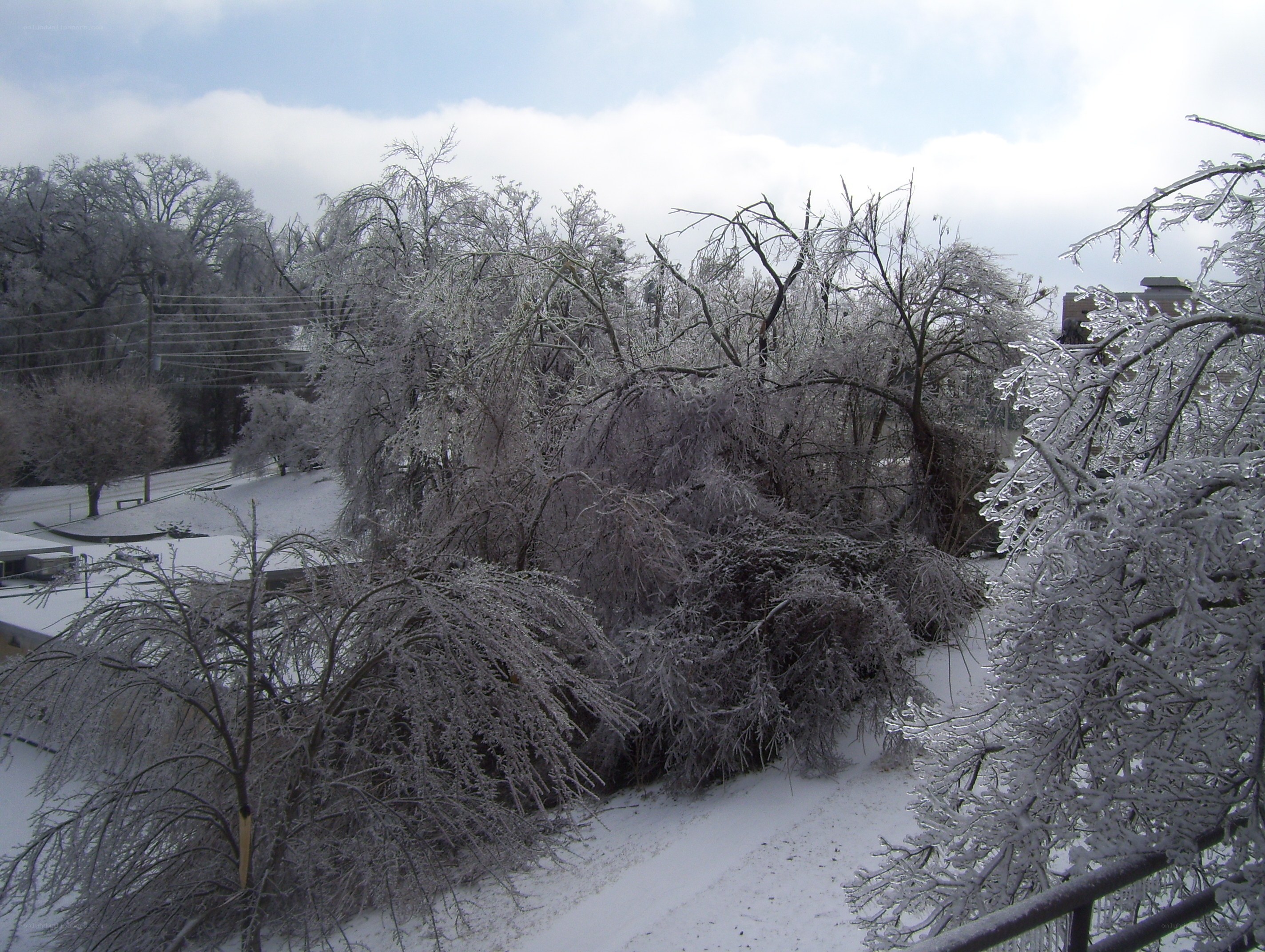 Ice-covered trees after storm