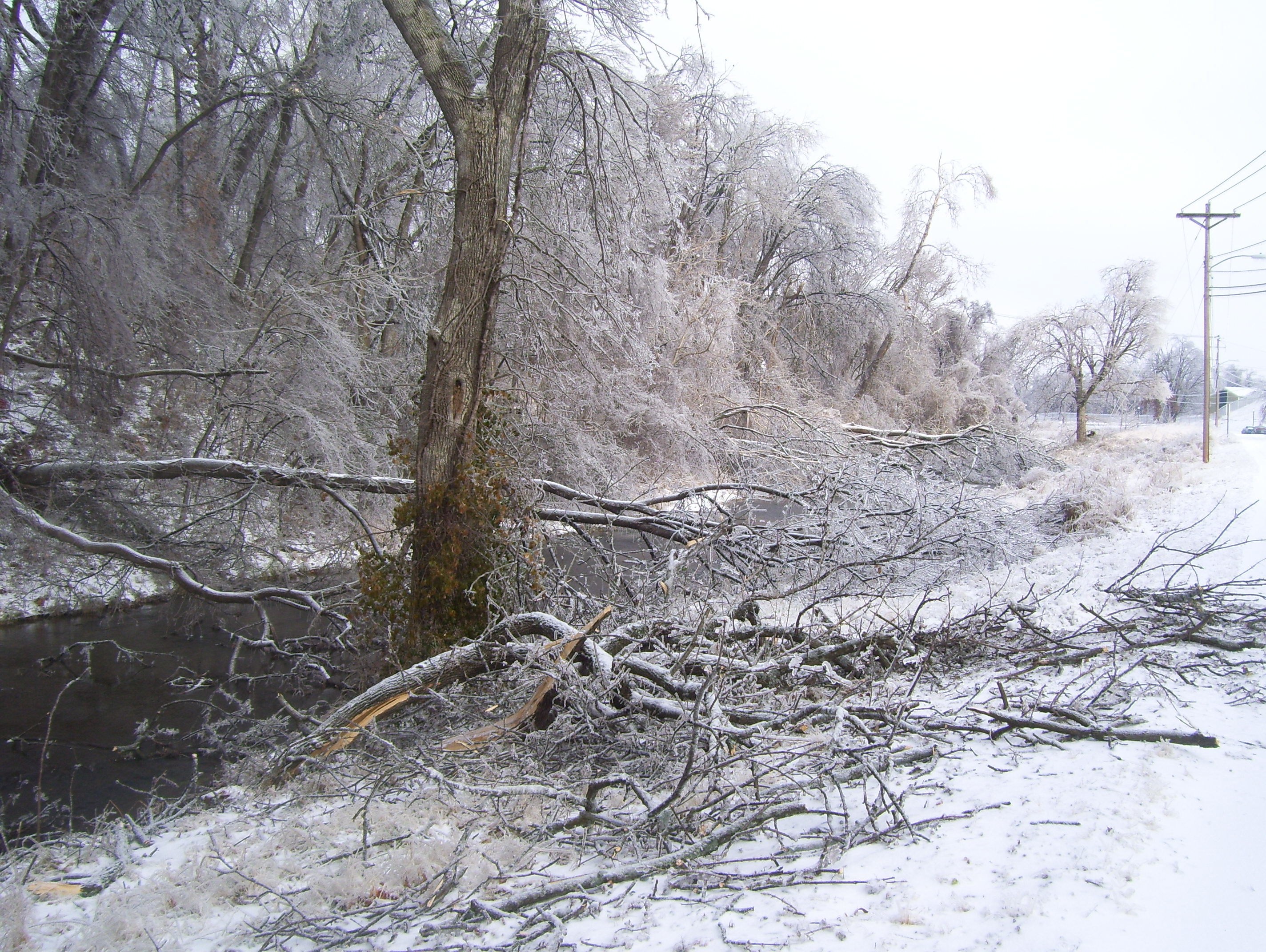 Ice-covered trees after storm