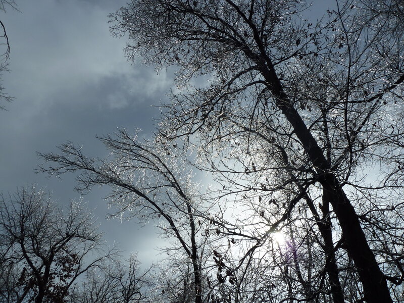 Ice-covered Trees — Black