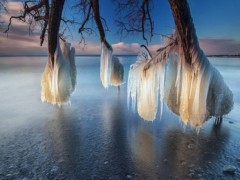 Ice-covered Trees — Blue, Serene