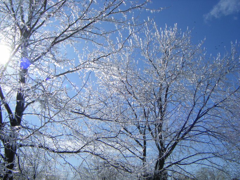 Ice-covered Trees — Blue