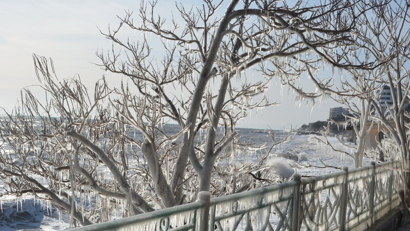 Ice-covered Trees by Sea