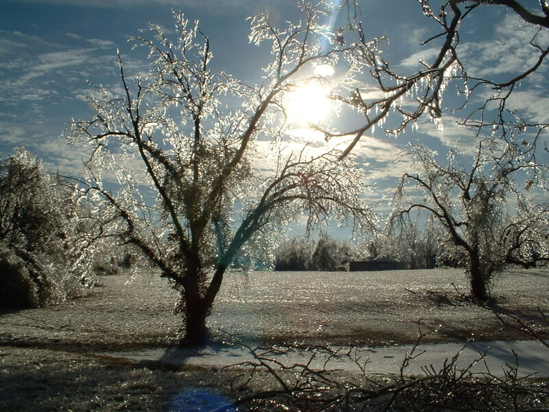 Ice-covered Trees in Field
