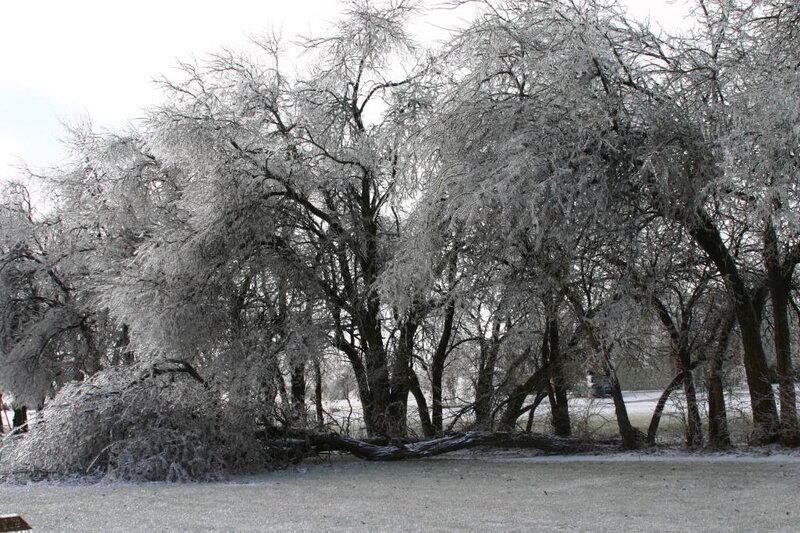 Ice-covered trees in winter