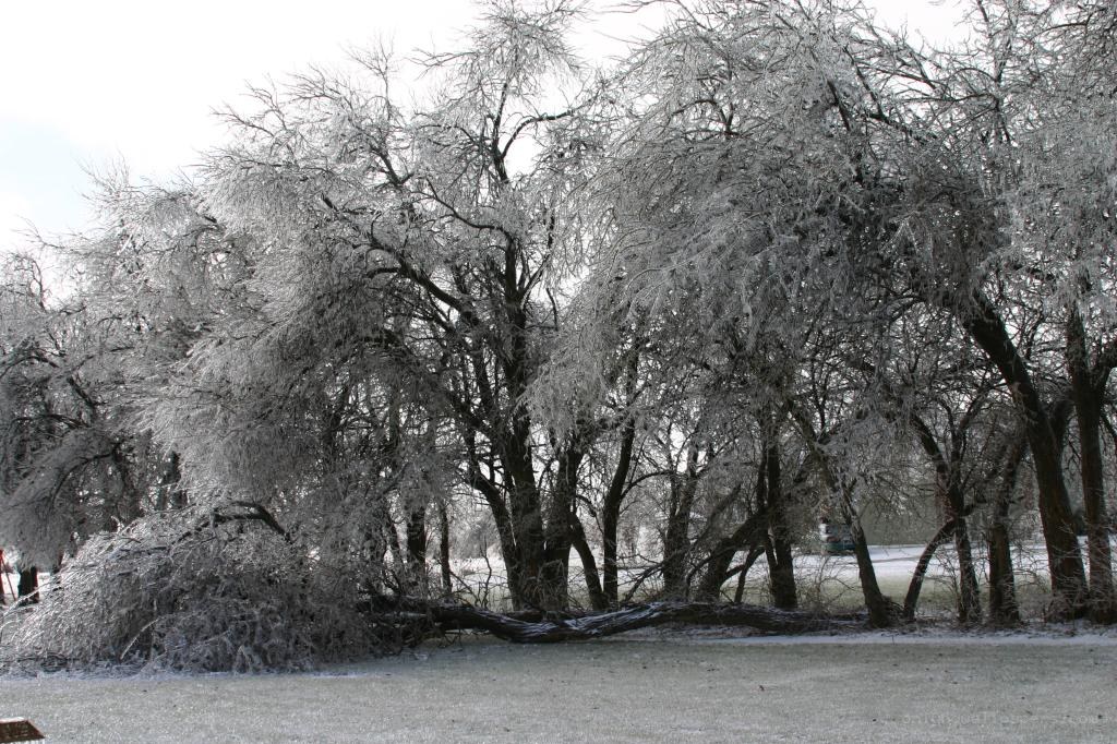 Ice-covered trees in winter