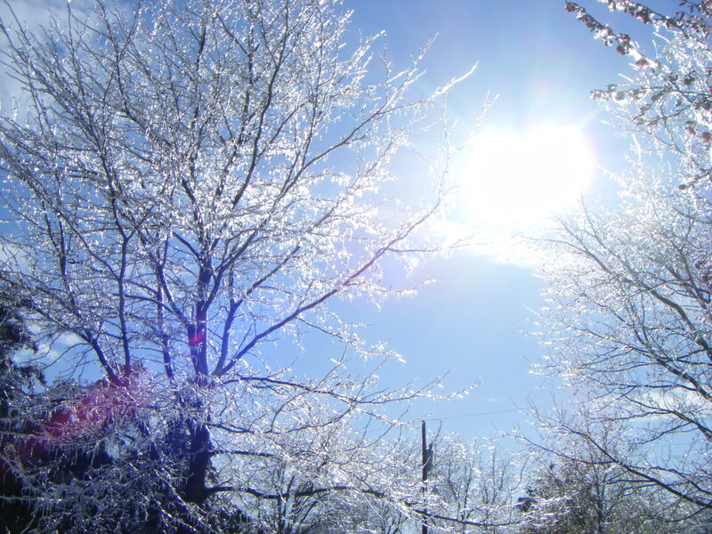 Ice-covered Trees