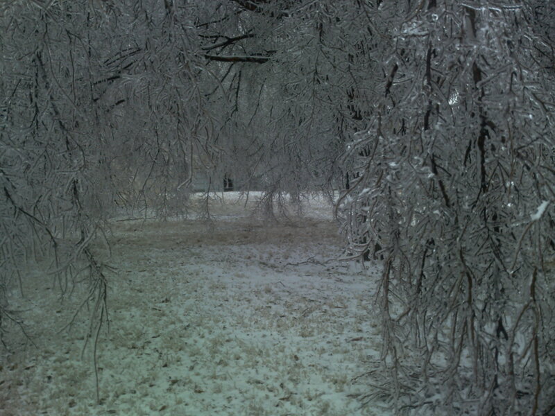 Ice-covered Trees — White, Cold