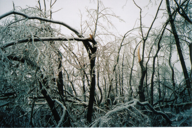 Ice-covered Trees — White, Dreary