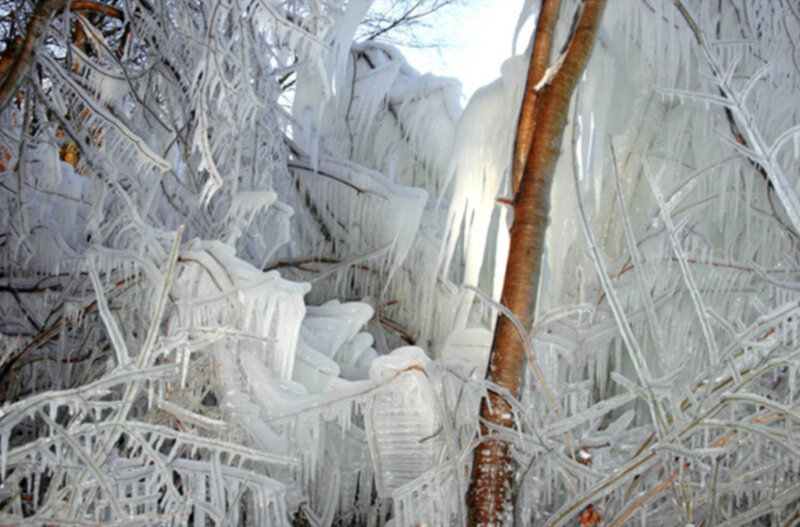 Ice-covered Trees — White