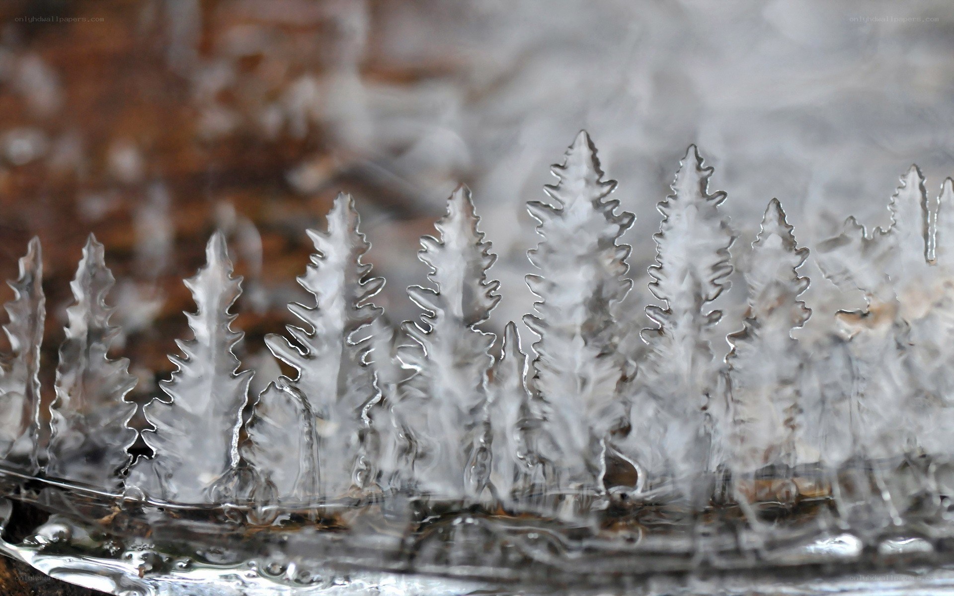 ice crystals resembling trees