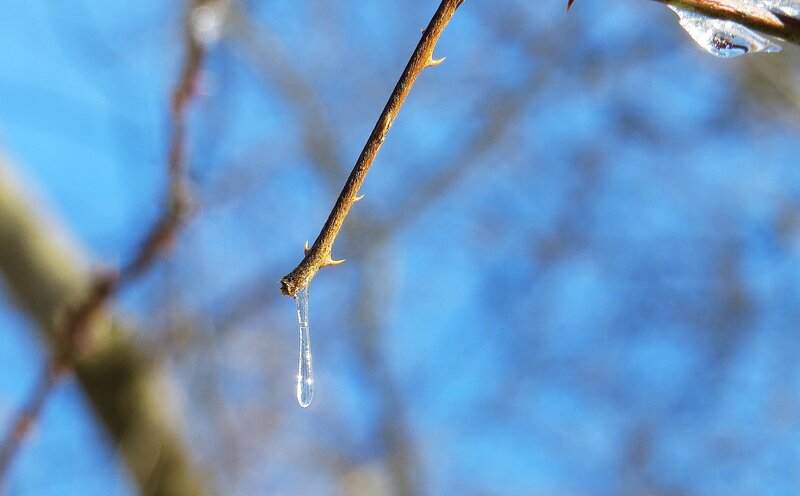 Ice Drop on Thorny Branch