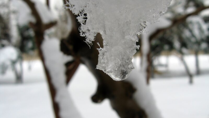 ice formation on a branch