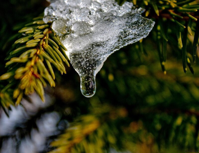 ice melting on pine branch