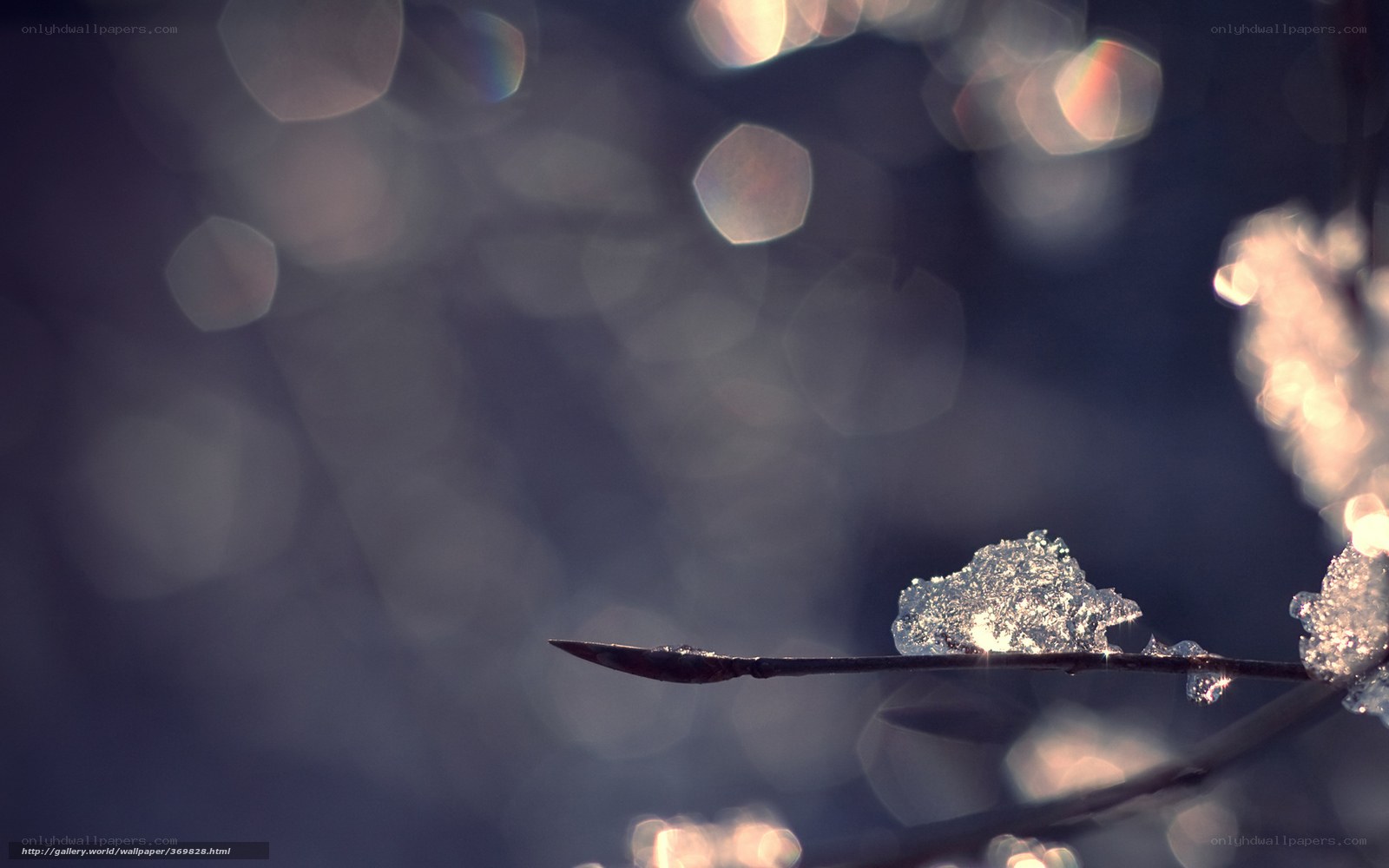 Ice on a branch in sunlight
