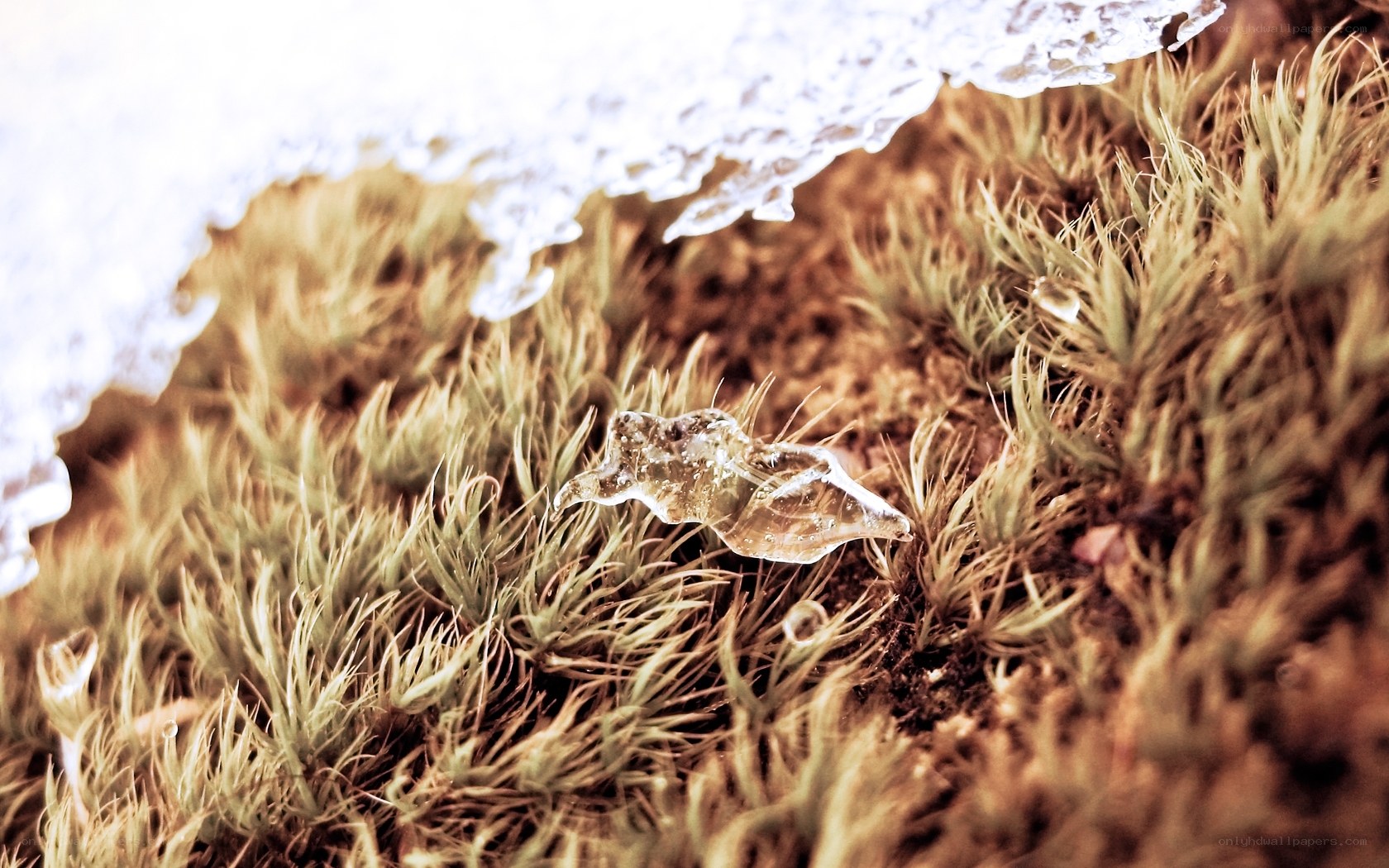 Ice on moss in winter