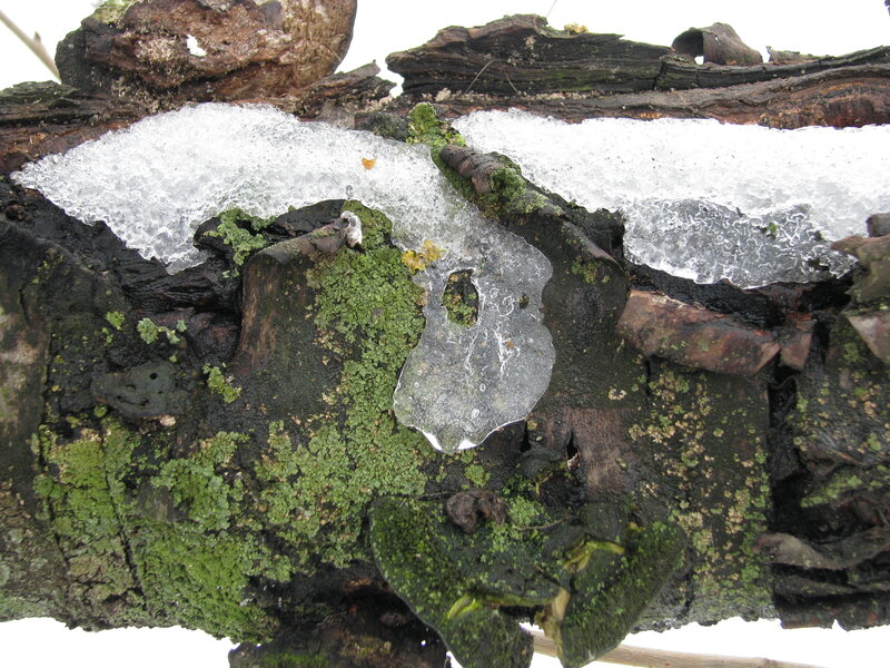 ice on mossy log