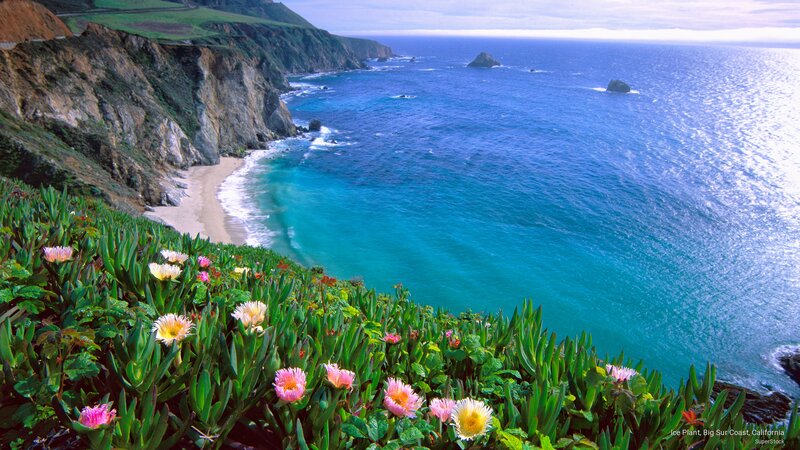 Ice Plants on Cliff