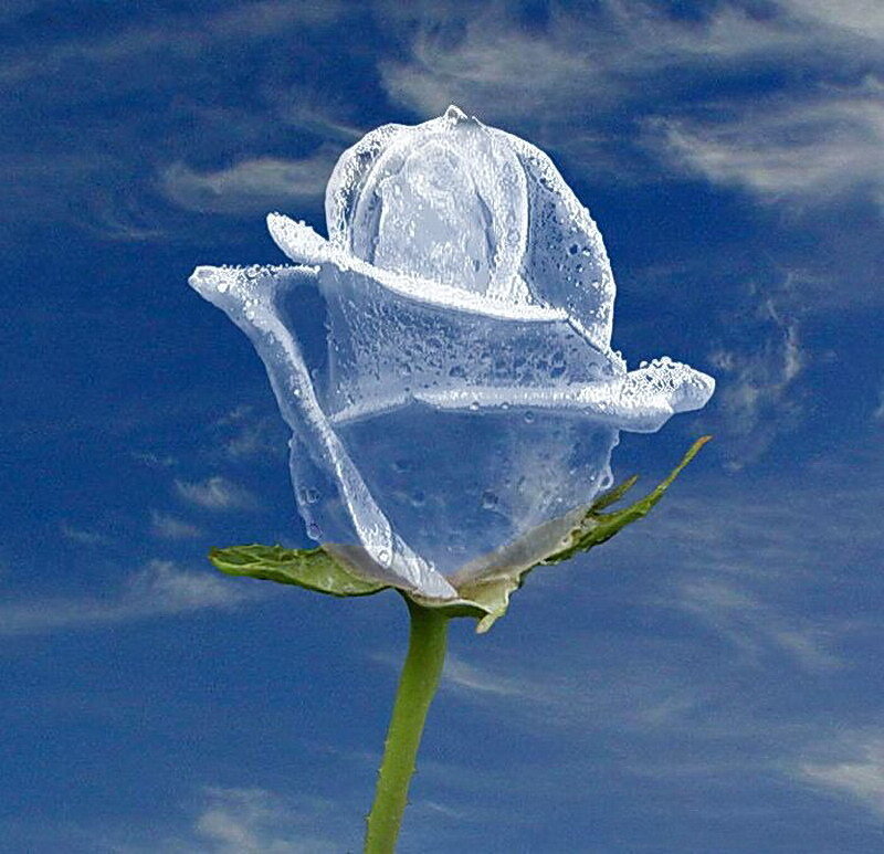 ice rose against blue sky