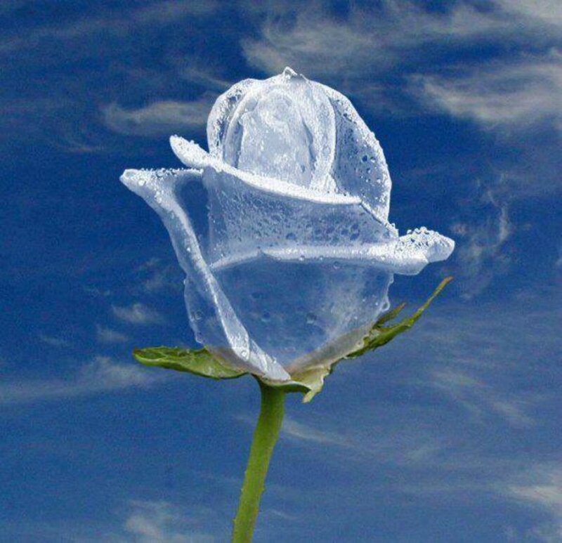 Ice Rose Against Sky — Blue