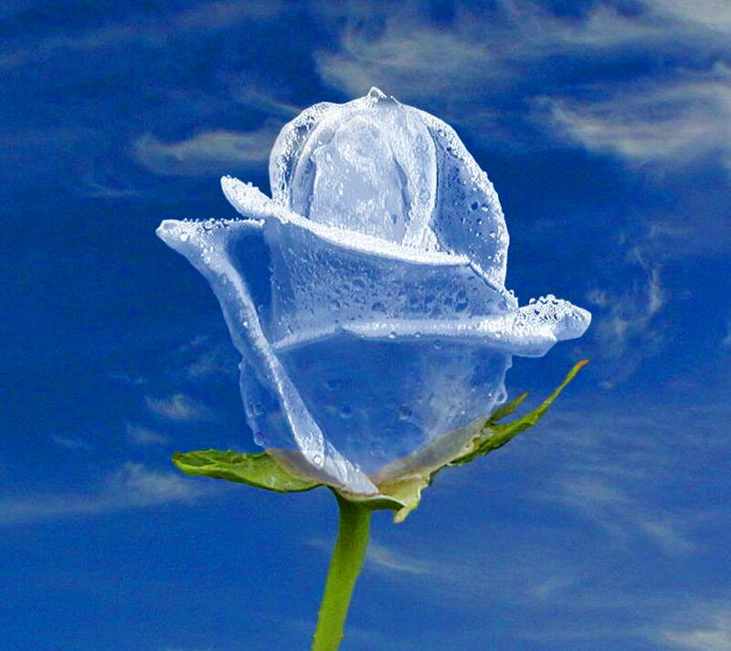 Ice Rose Against Sky