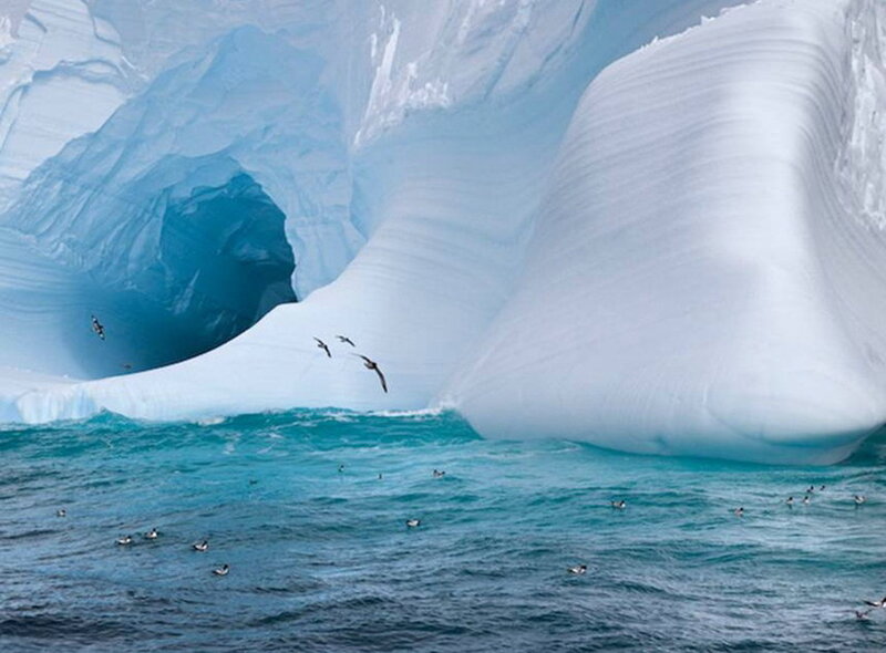 Iceberg with Birds — Blue