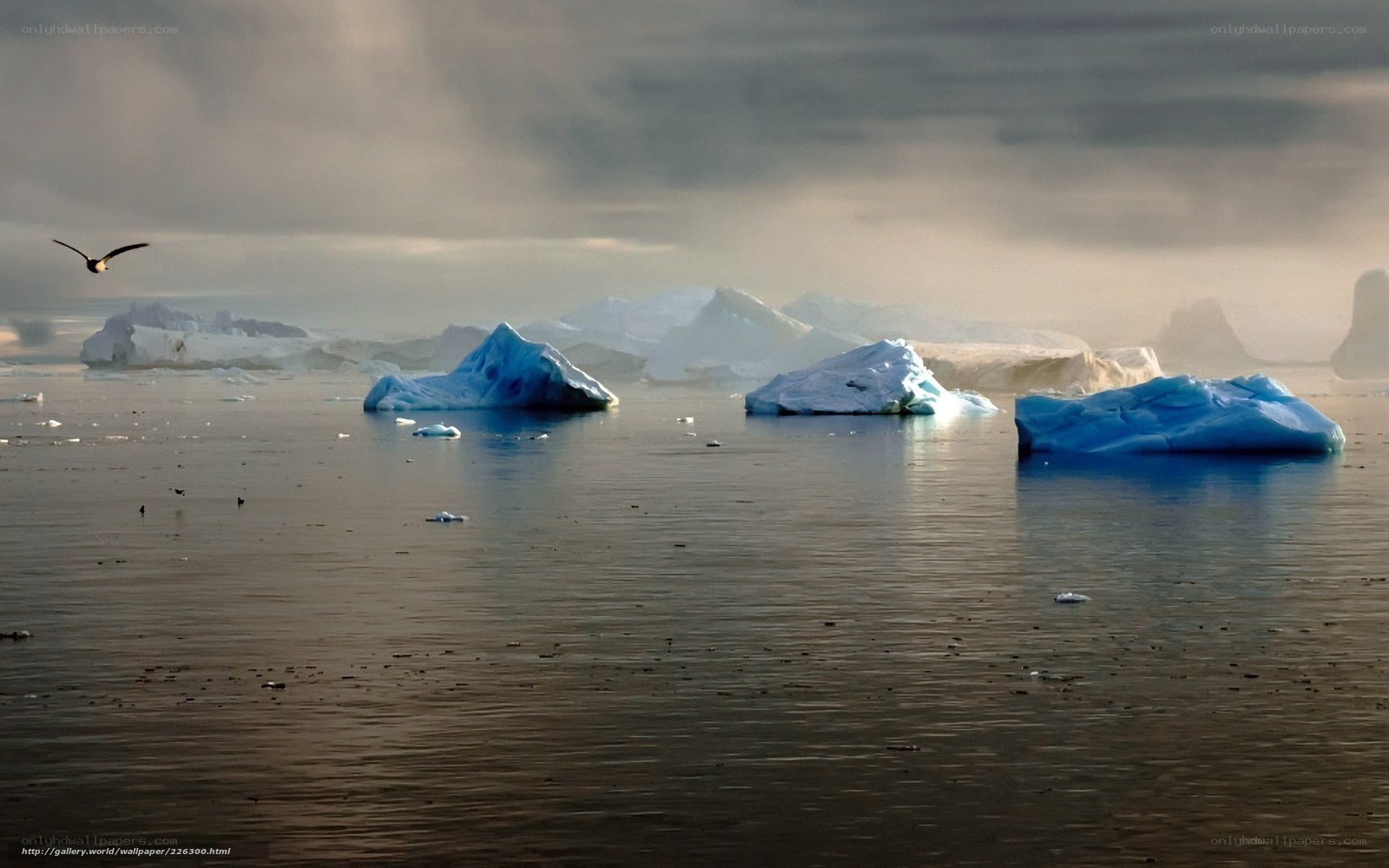 Icebergs floating in calm waters